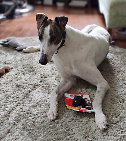 Enlarge Tony, a ADOPTABLE Greyhound in Ware, MA image 2/4