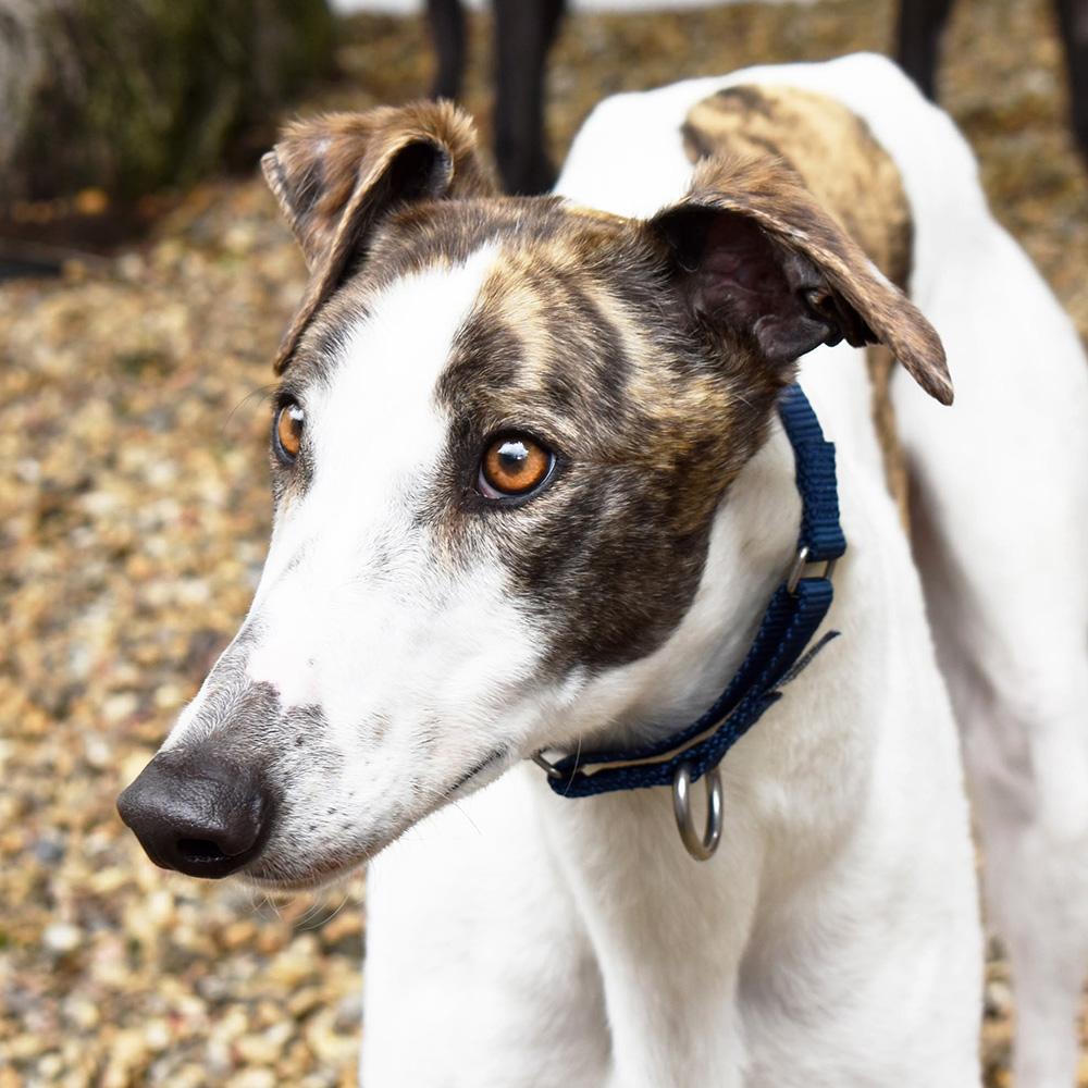 Enlarge Tony, a ADOPTABLE Greyhound in Ware, MA image 1/4