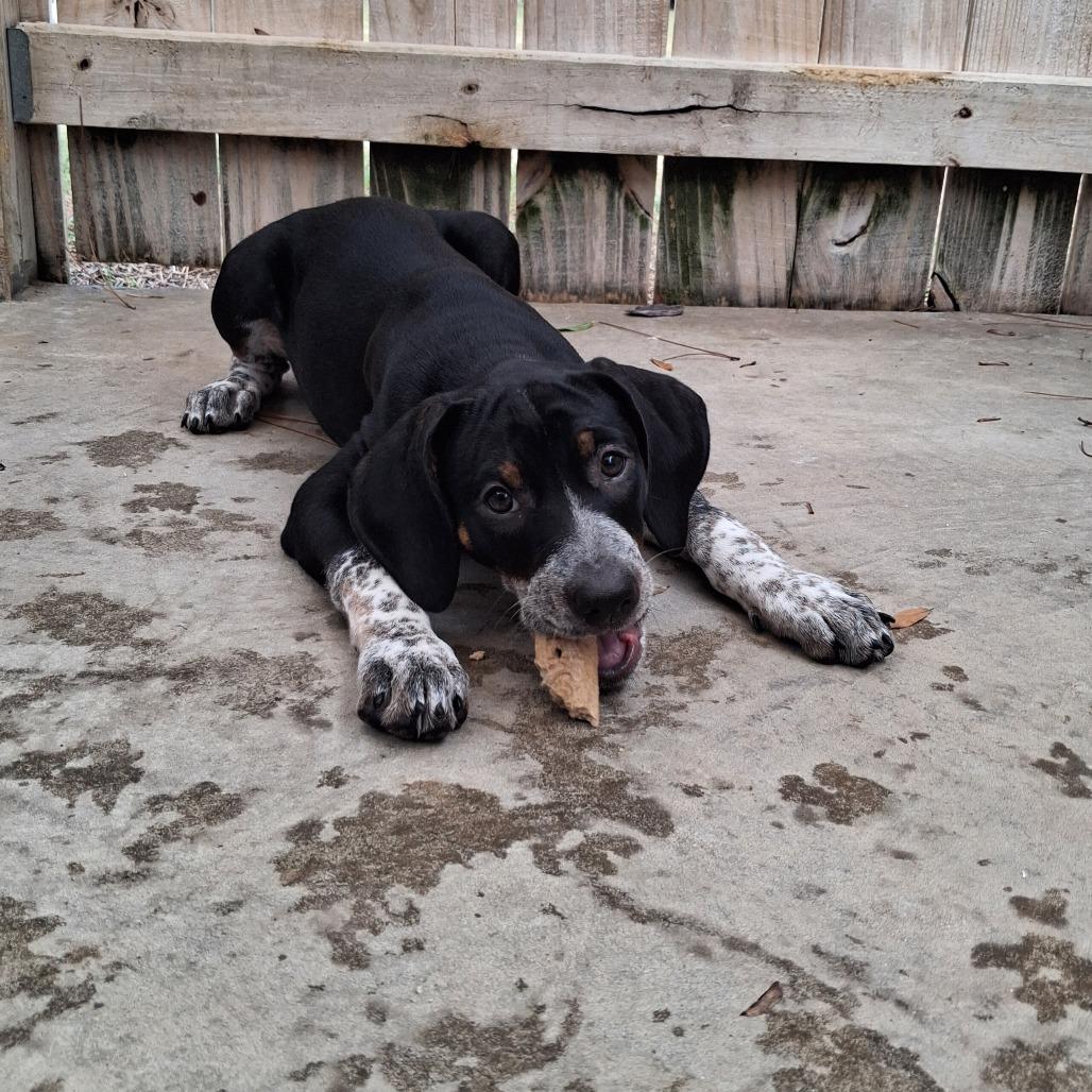 Enlarge Rosie, a Adoptable mixed breed in Freeport, FL image 1/1