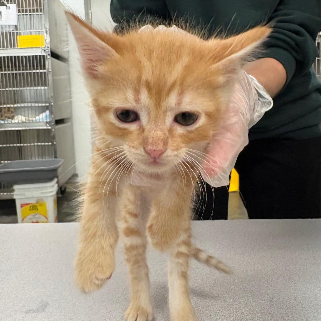 Cheddar, Adoptable, Kitten Male Domestic Short Hair.