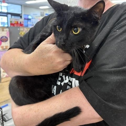 Jalapeno, a ADOPTABLE American Shorthair in Yukon, OK image 2/3