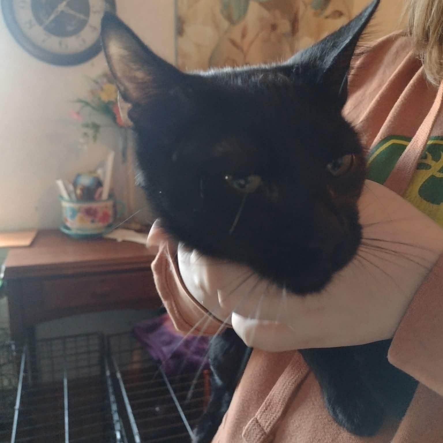 Jalapeno, ADOPTABLE, Kitten Male American Shorthair.