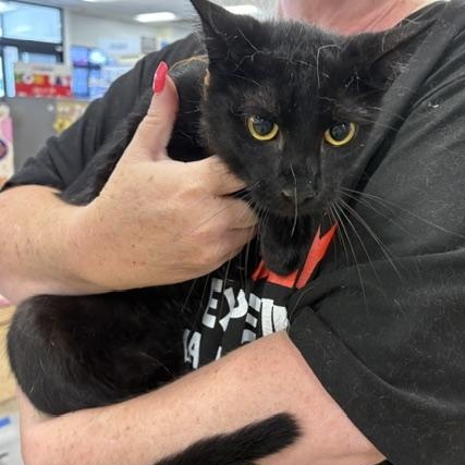 Jalapeno, a ADOPTABLE American Shorthair in Yukon, OK image 1/3