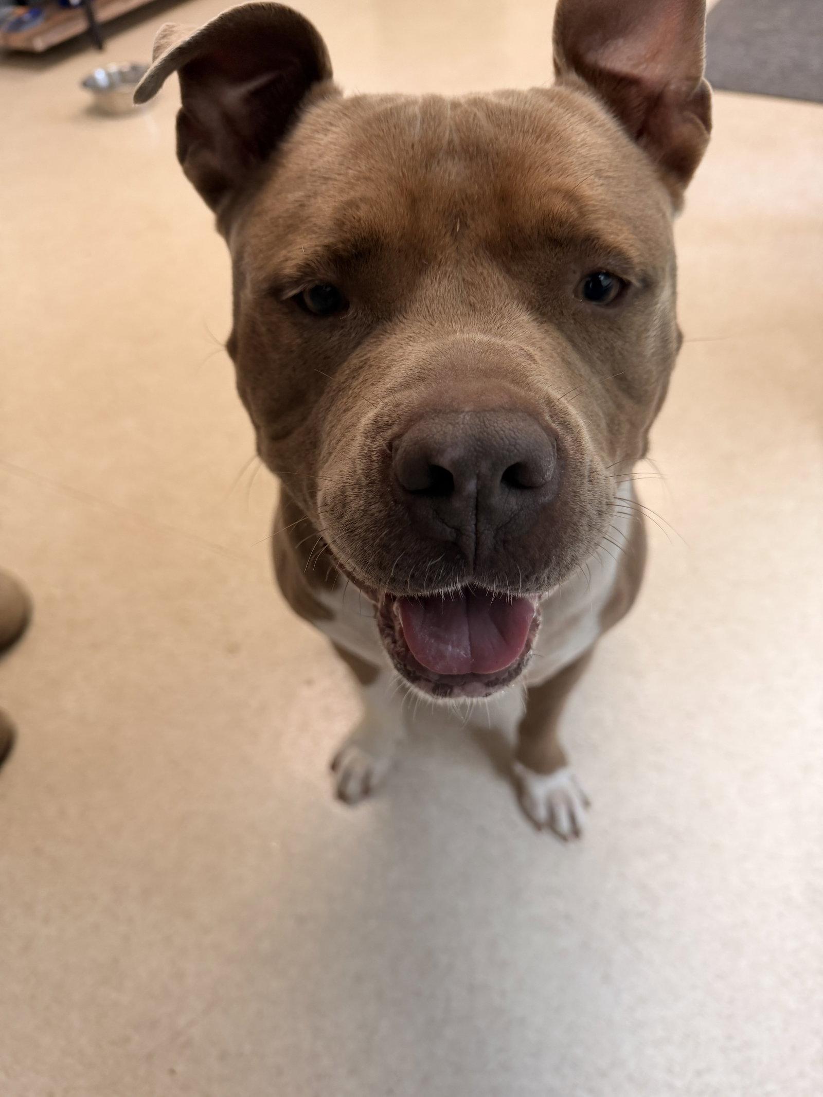 Enlarge Jaxx, a Adoptable Pit Bull Terrier in Hillsboro, NH image 1/3