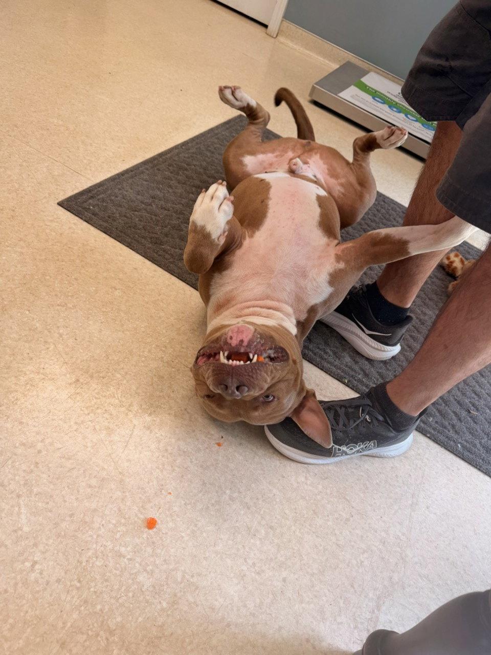 Enlarge Jaxx, a Adoptable Pit Bull Terrier in Hillsboro, NH image 2/3