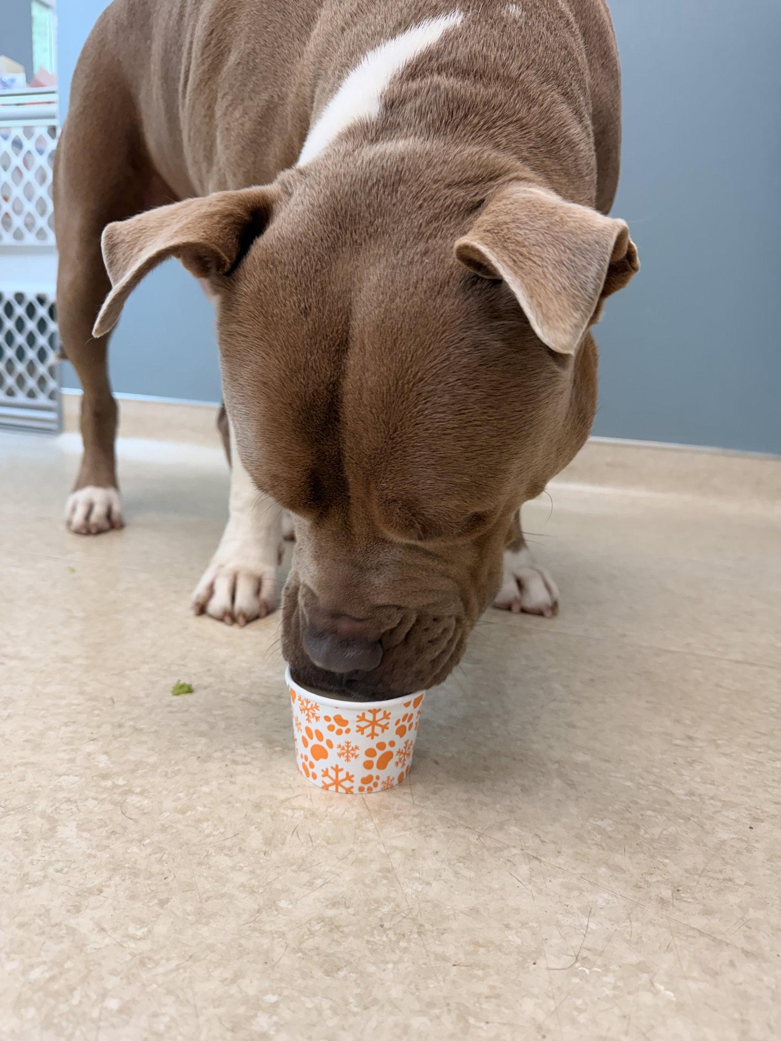 Enlarge Jaxx, a Adoptable Pit Bull Terrier in Hillsboro, NH image 3/3
