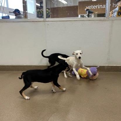 Milo, Adoptable, Young Male Shepherd.
