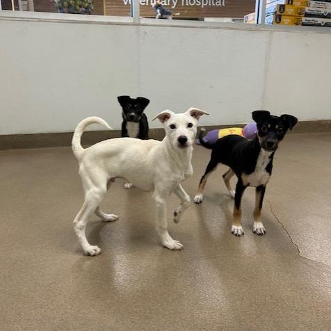 Enlarge Milo, a Adoptable Shepherd in San Antonio, TX image 1/6