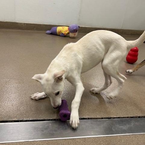 Enlarge Milo, a Adoptable Shepherd in San Antonio, TX image 2/6