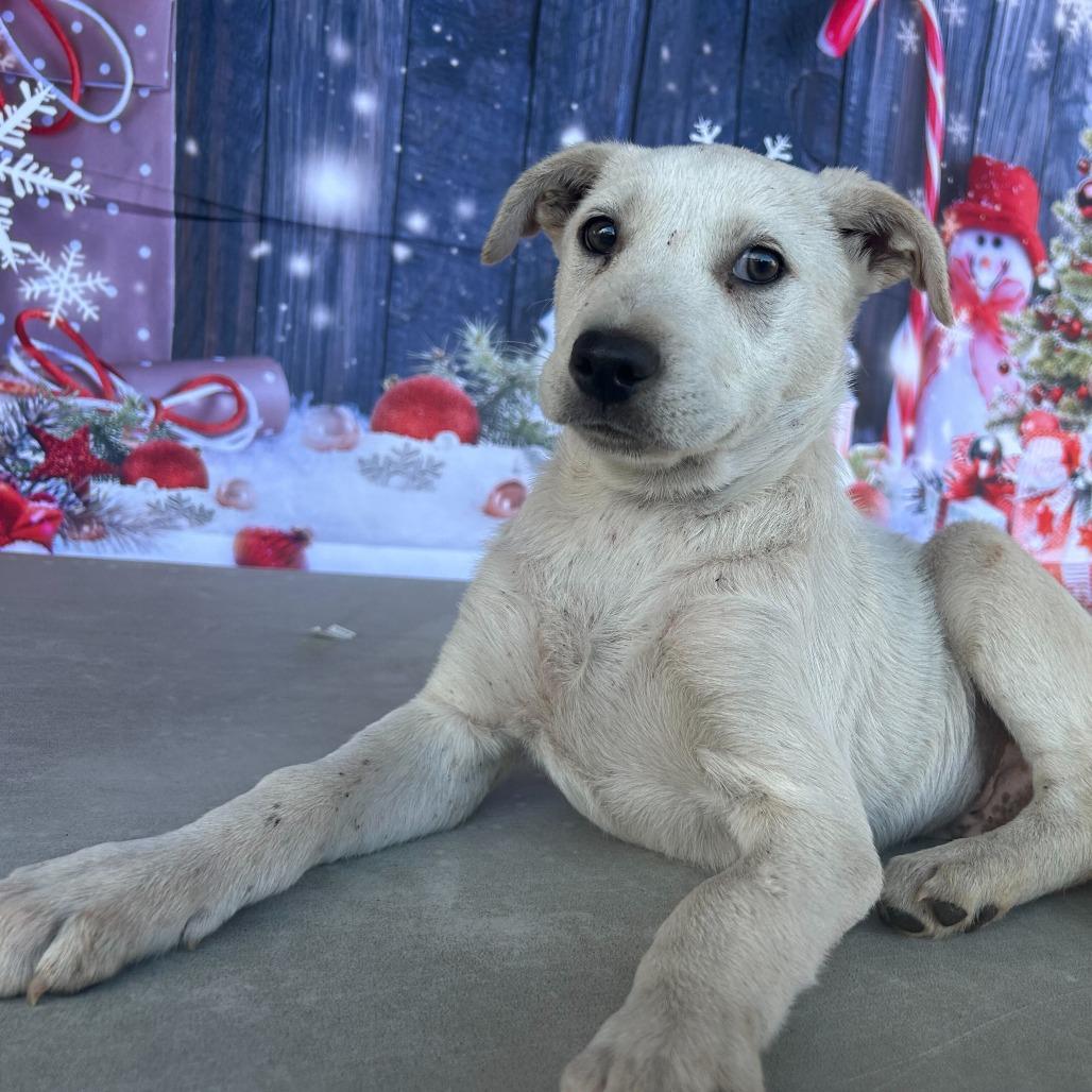 Enlarge Milo, a Adoptable Shepherd in San Antonio, TX image 3/6