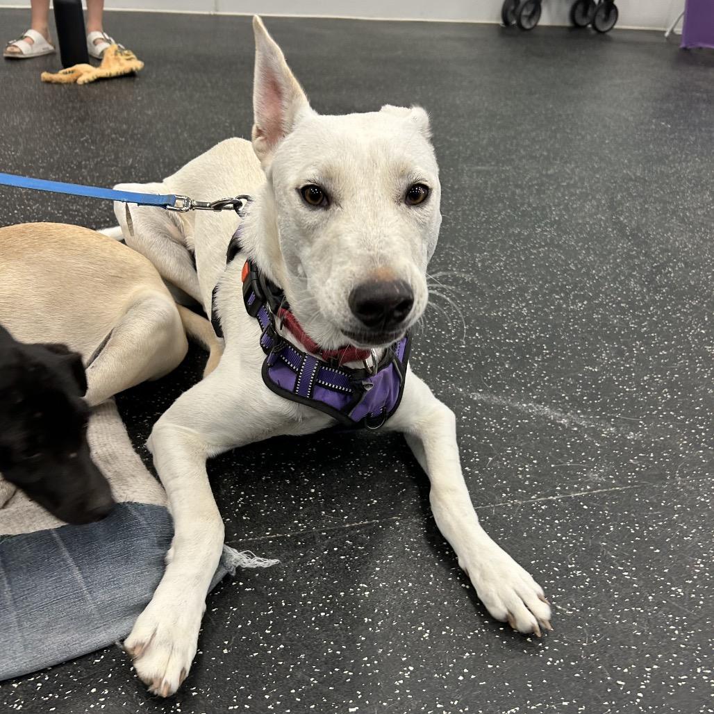 Enlarge Milo, a Adoptable Shepherd in San Antonio, TX image 5/6
