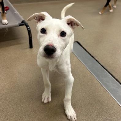 Enlarge Milo, a Adoptable Shepherd in San Antonio, TX image 6/6