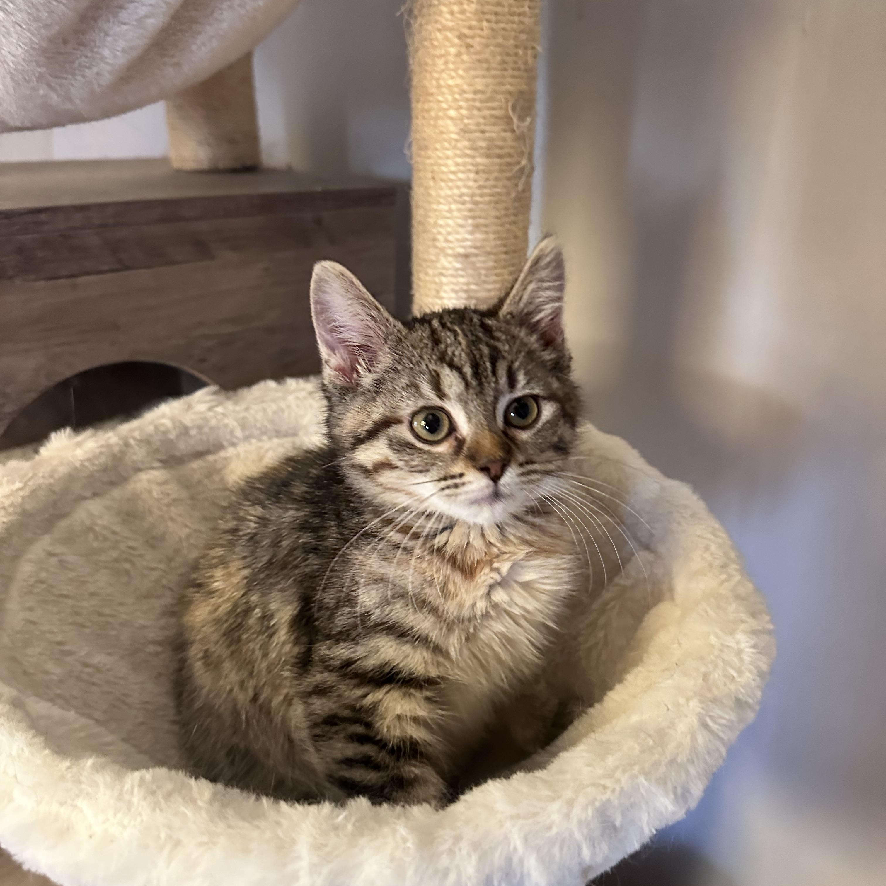 Enlarge Pumpernickel bread, a Adoptable mixed breed in Mount Vernon, IL image 2/4