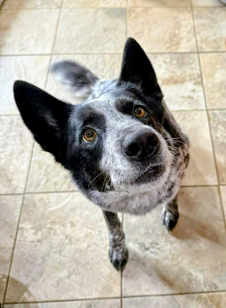 Enlarge Zeke, a Adoptable mixed breed in Evergreen, CO image 1/1