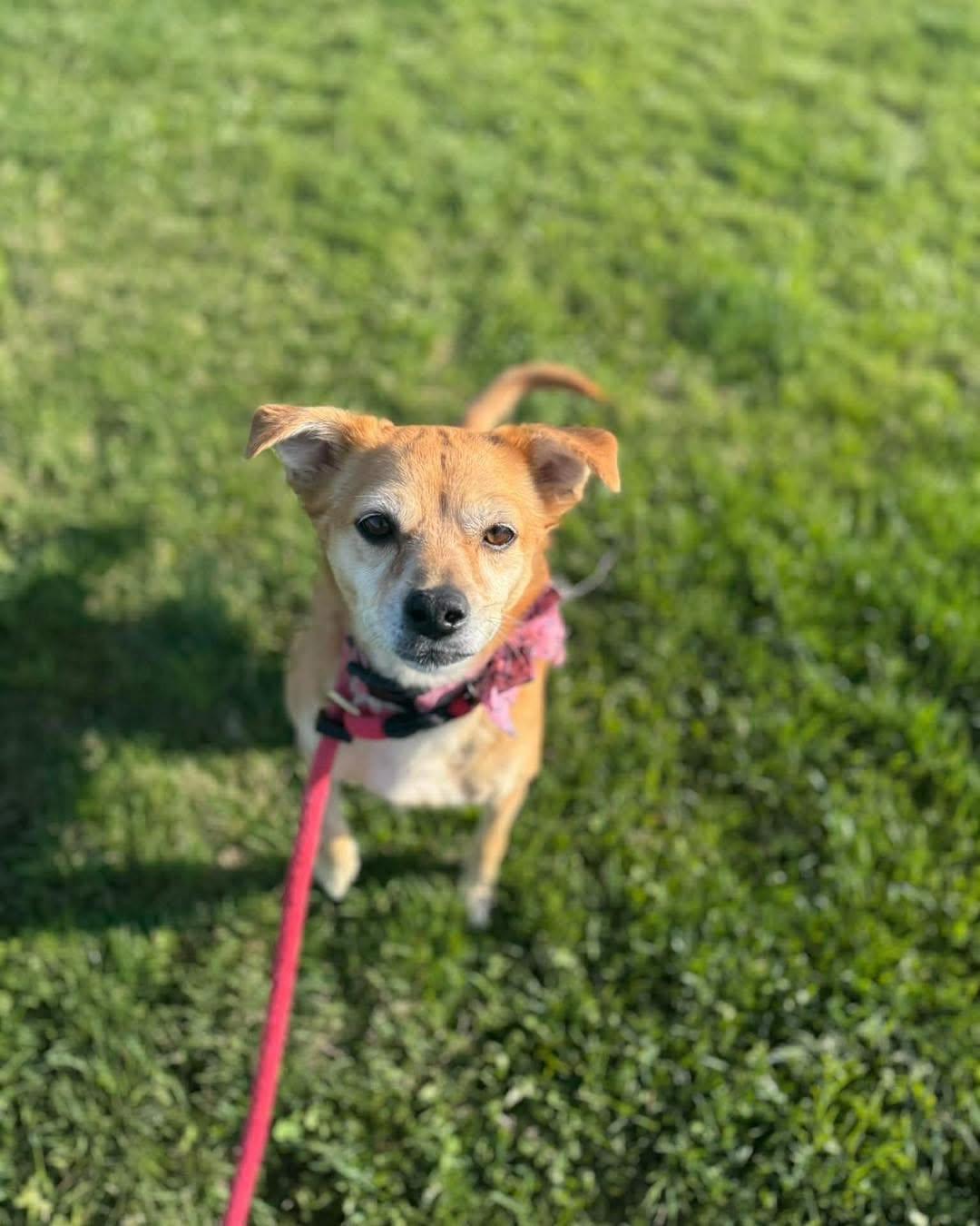 Bernie, ADOPTABLE, Adult Female Mixed Breed & Chihuahua.