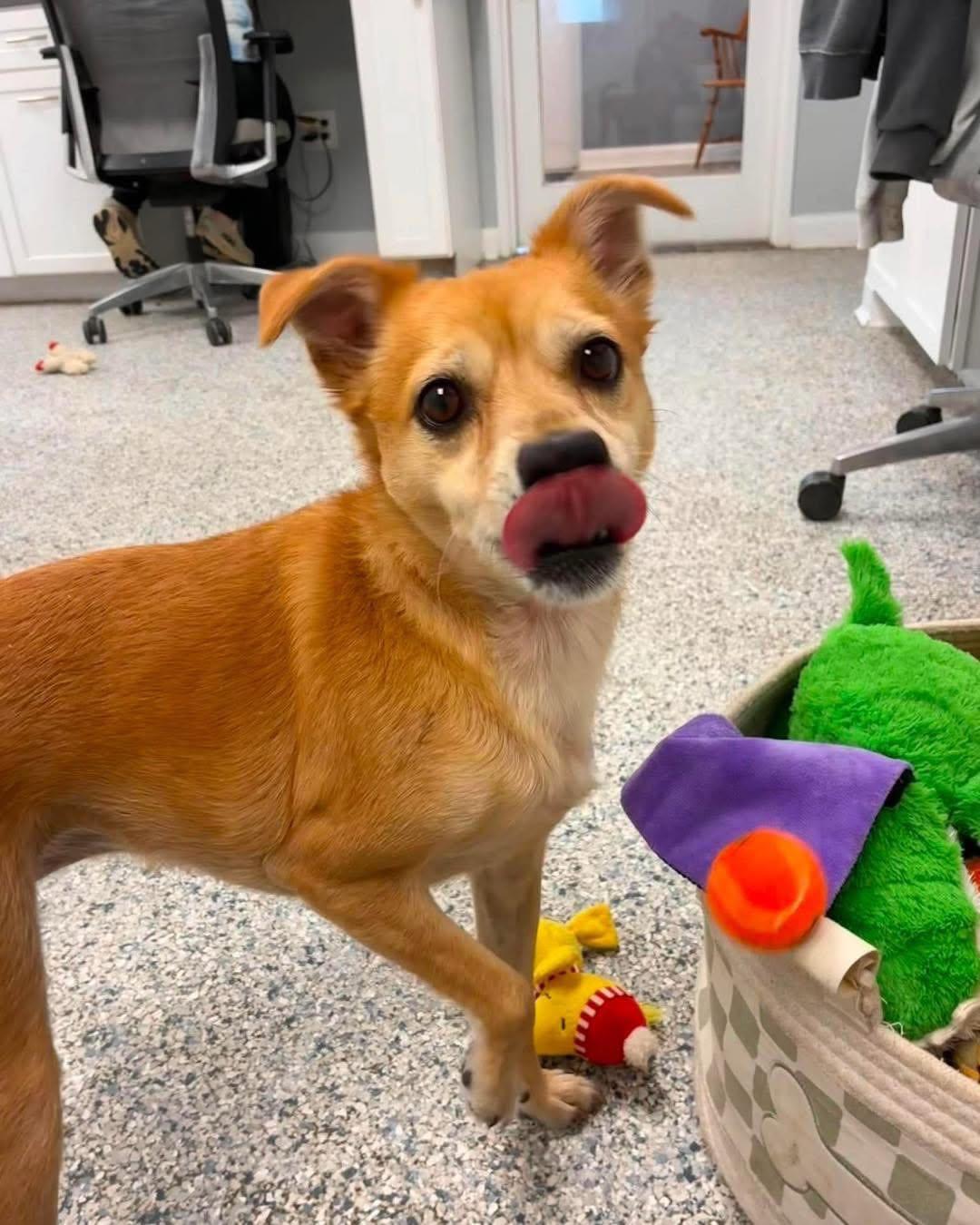 Bernie, a ADOPTABLE mixed breed in Essex, MD image 5/5