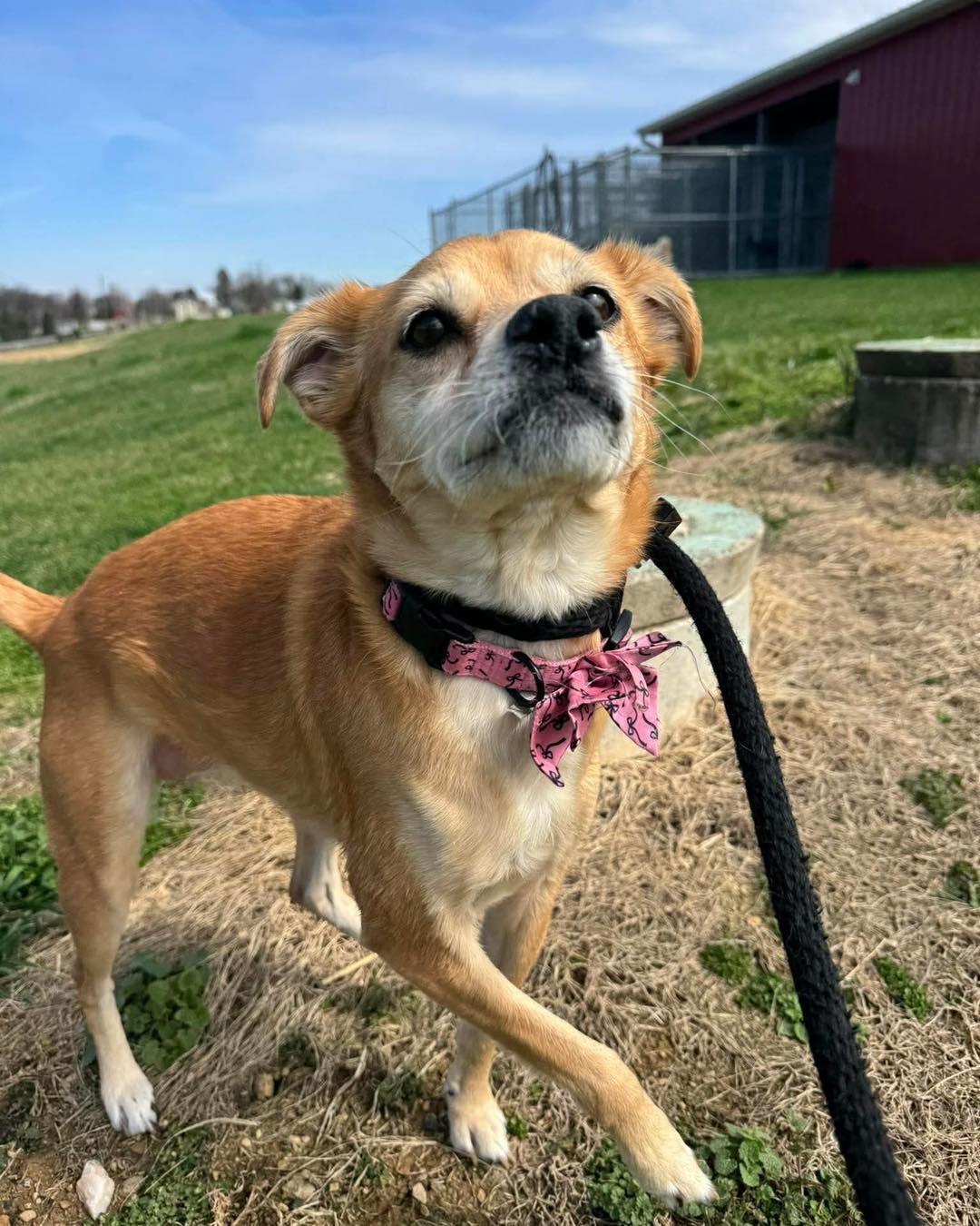 Bernie, a ADOPTABLE mixed breed in Essex, MD image 4/5
