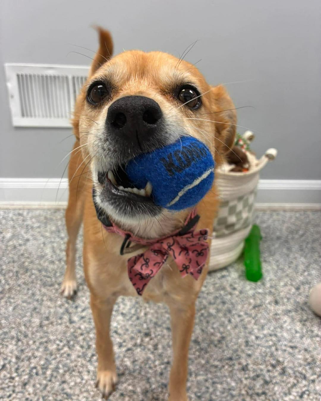 Bernie, a ADOPTABLE mixed breed in Essex, MD image 2/5