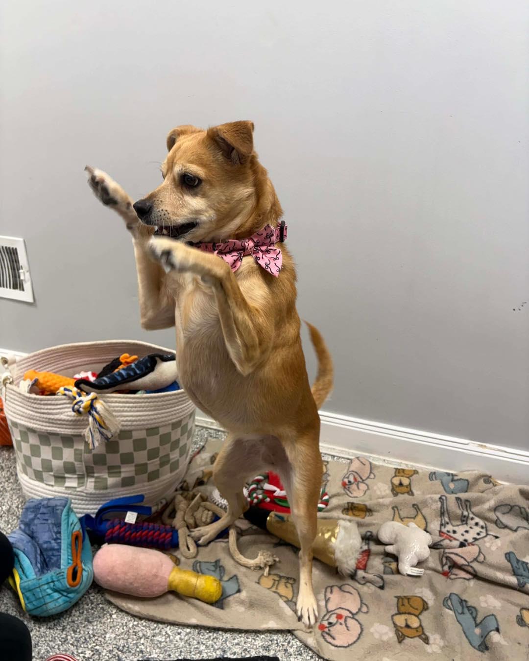 Bernie, a ADOPTABLE mixed breed in Essex, MD image 3/5