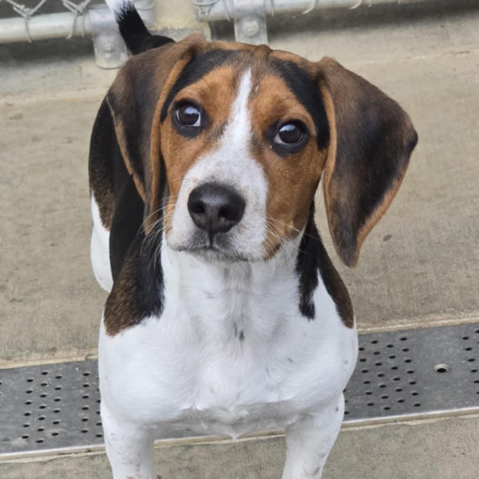 Quinn, an adopted Beagle in Orange, VA image 3/4
