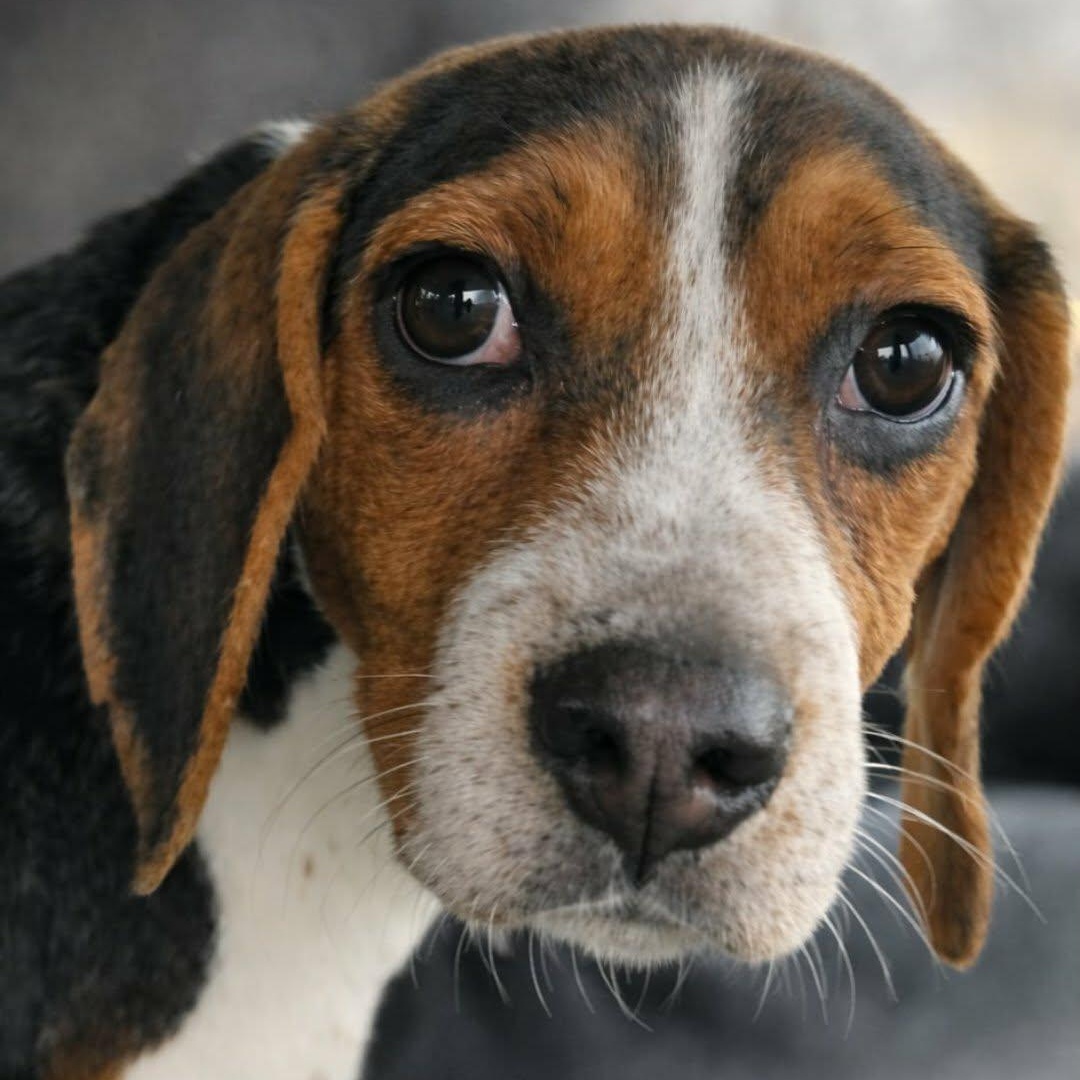 Quinn, an adopted Beagle in Orange, VA image 4/4
