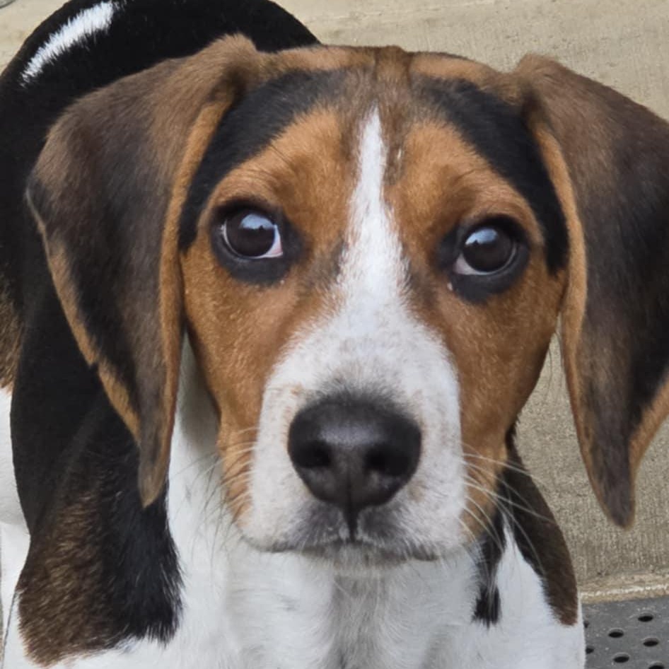 Quinn, an adopted Beagle in Orange, VA image 1/4