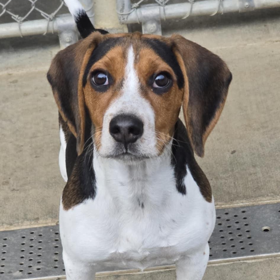 Quinn, an adopted Beagle in Orange, VA image 2/4