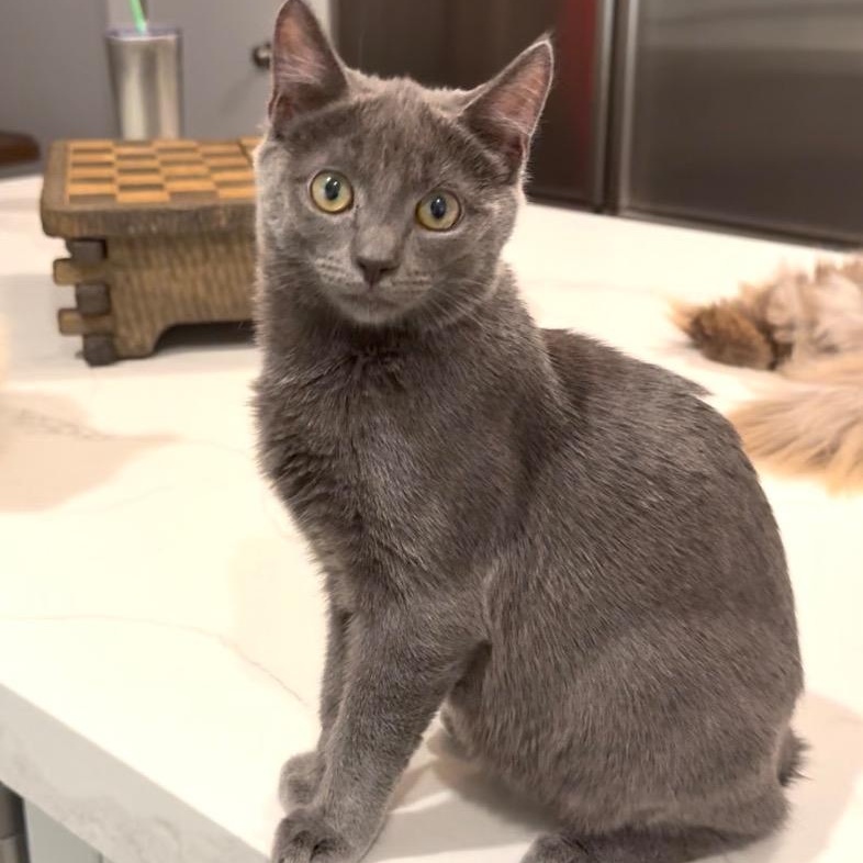 Jimmy, Adoptable, Young Male Domestic Short Hair & Russian Blue.