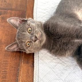 Enlarge Jimmy, a Adoptable mixed breed in Garden Grove, CA image 2/3