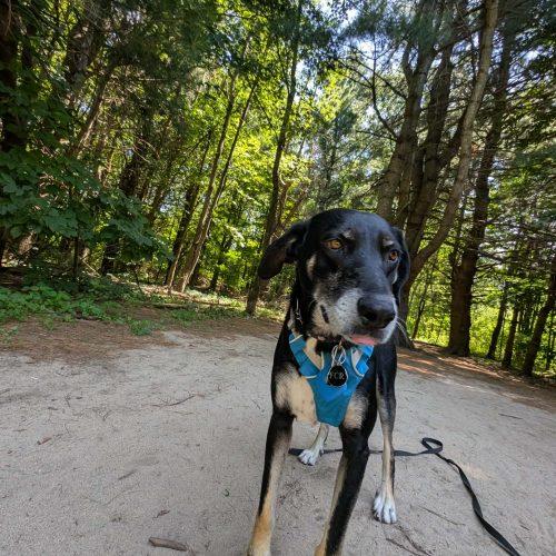 Claire, a Adoptable mixed breed in Sunderland, ON image 1/6