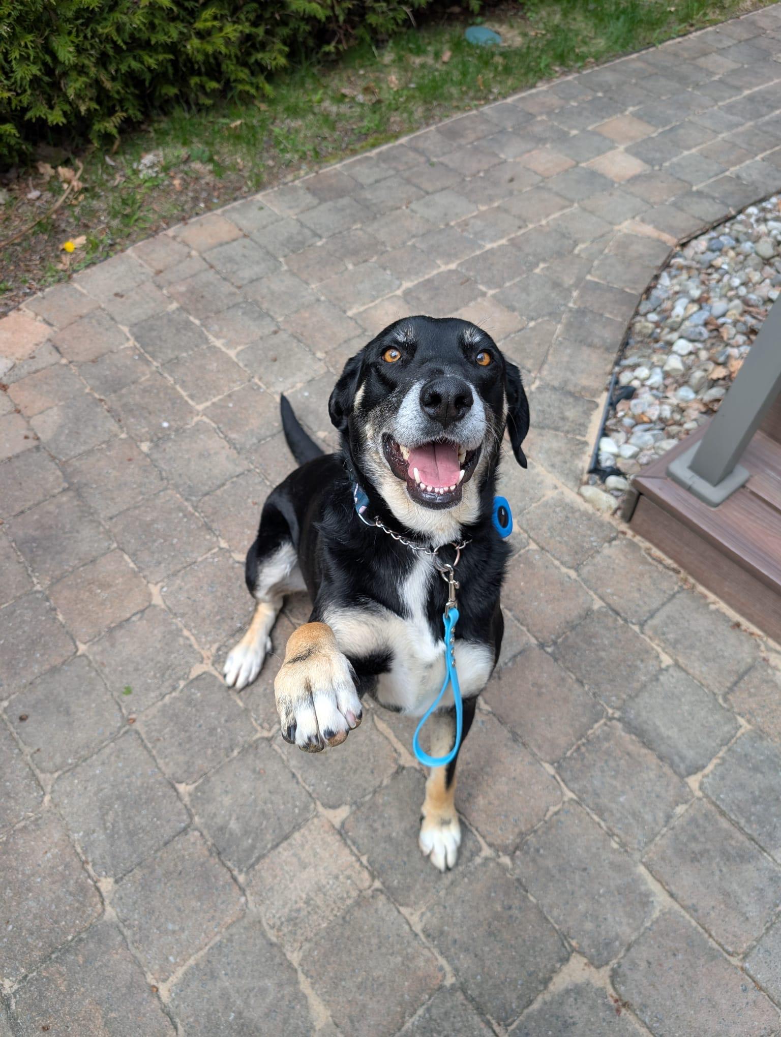 Claire, a Adoptable mixed breed in Sunderland, ON image 2/6