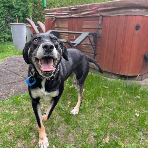 Claire, a Adoptable mixed breed in Sunderland, ON image 4/6