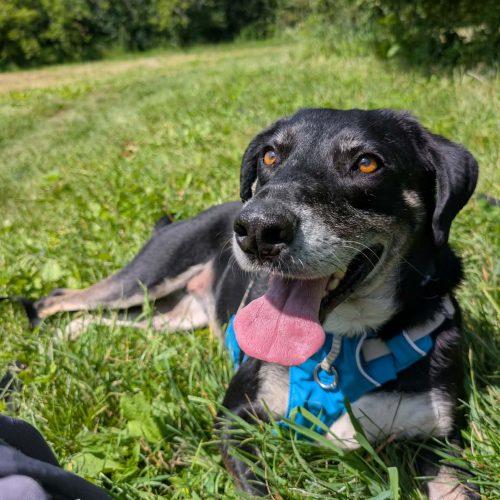 Claire, a Adoptable mixed breed in Sunderland, ON image 6/6