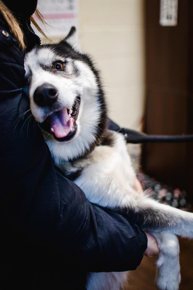 Coal, Adoptable, Young Male Husky.