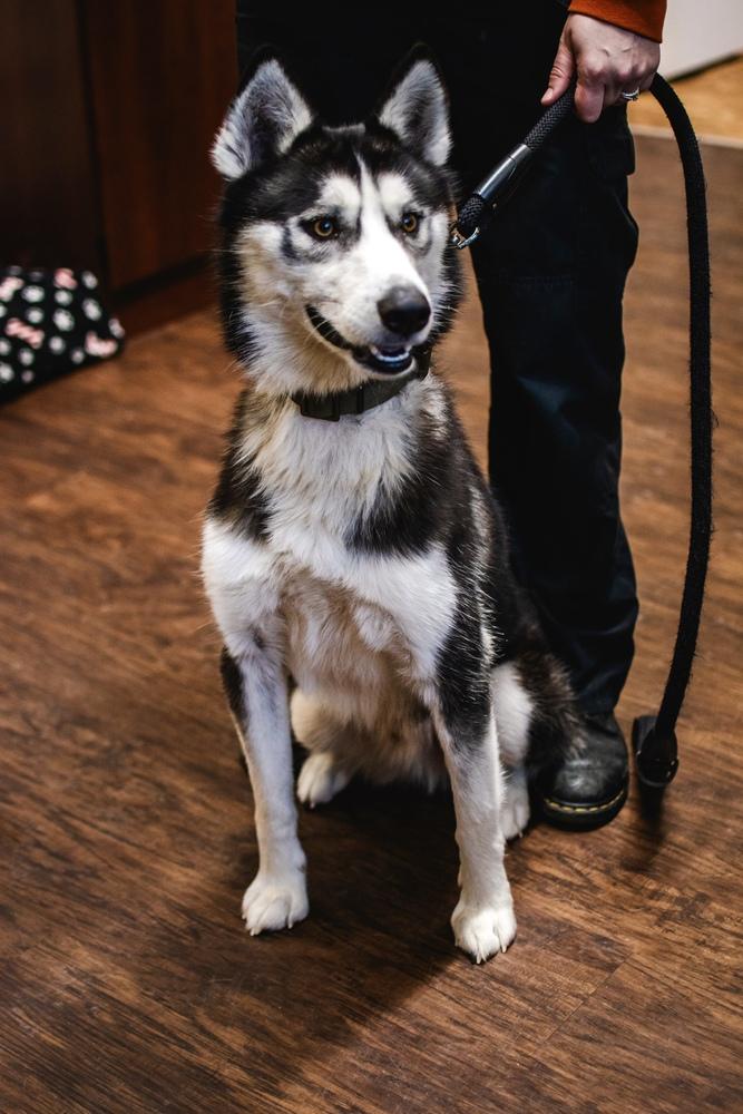 Enlarge Coal, a Adoptable Husky in Frankfort, NY image 2/5