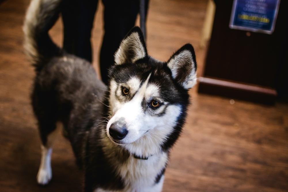 Enlarge Coal, a Adoptable Husky in Frankfort, NY image 3/5