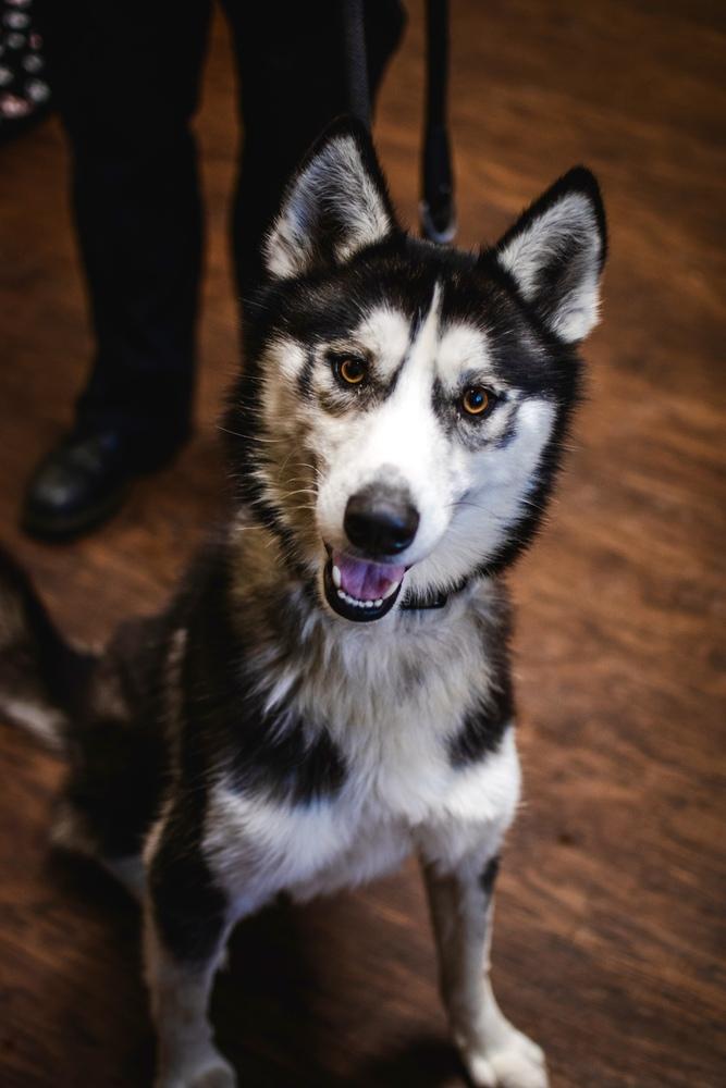 Enlarge Coal, a Adoptable Husky in Frankfort, NY image 4/5