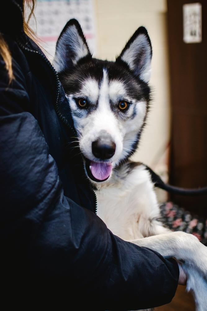 Enlarge Coal, a Adoptable Husky in Frankfort, NY image 5/5