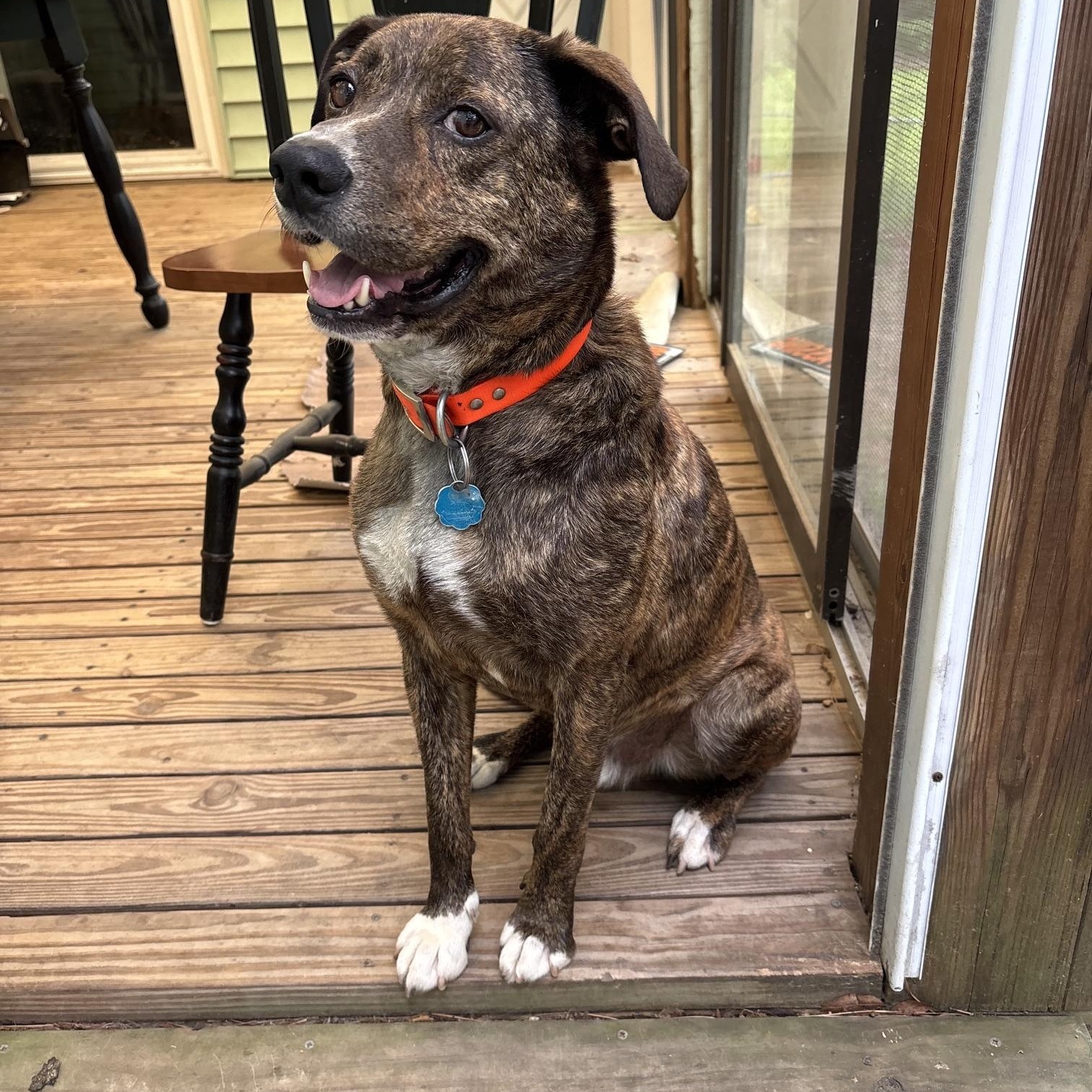 GUS, a ADOPTABLE mixed breed in Chicopee, MA image 2/3