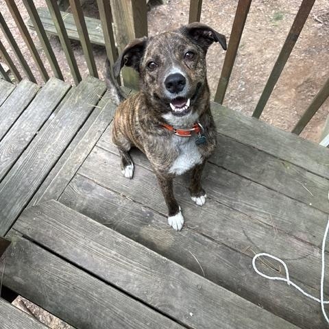 GUS, a ADOPTABLE mixed breed in Chicopee, MA image 1/3