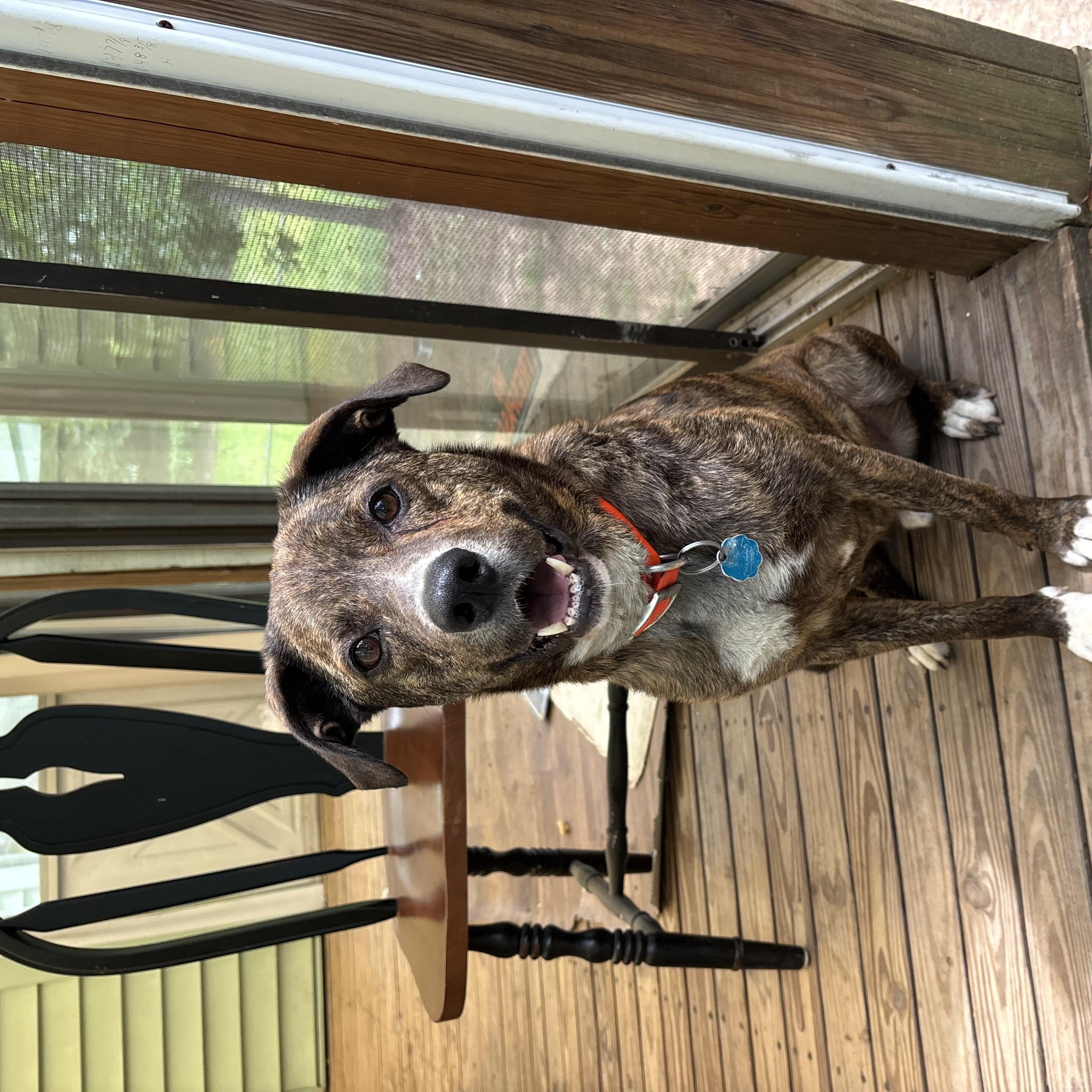 GUS, a ADOPTABLE mixed breed in Chicopee, MA image 3/3