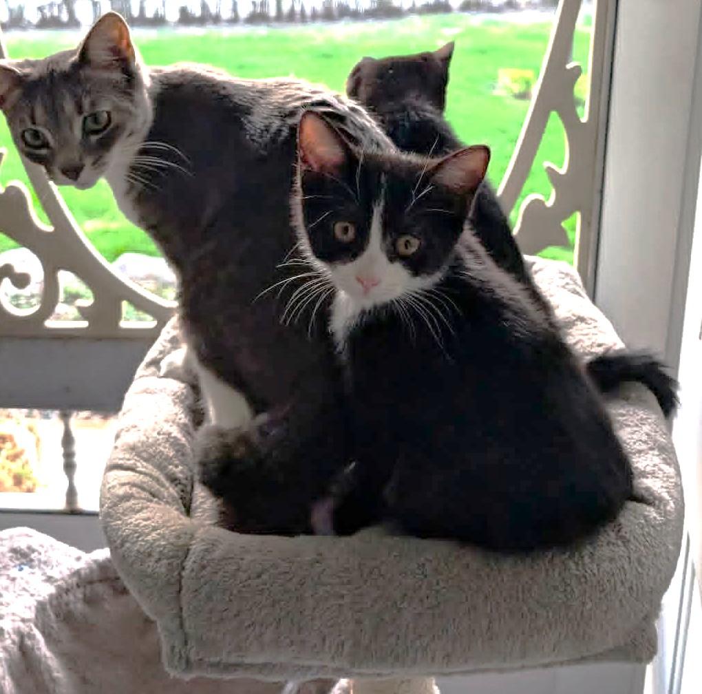 Enlarge Amaya, a ADOPTABLE Domestic Short Hair in Chertsey, QC image 6/6