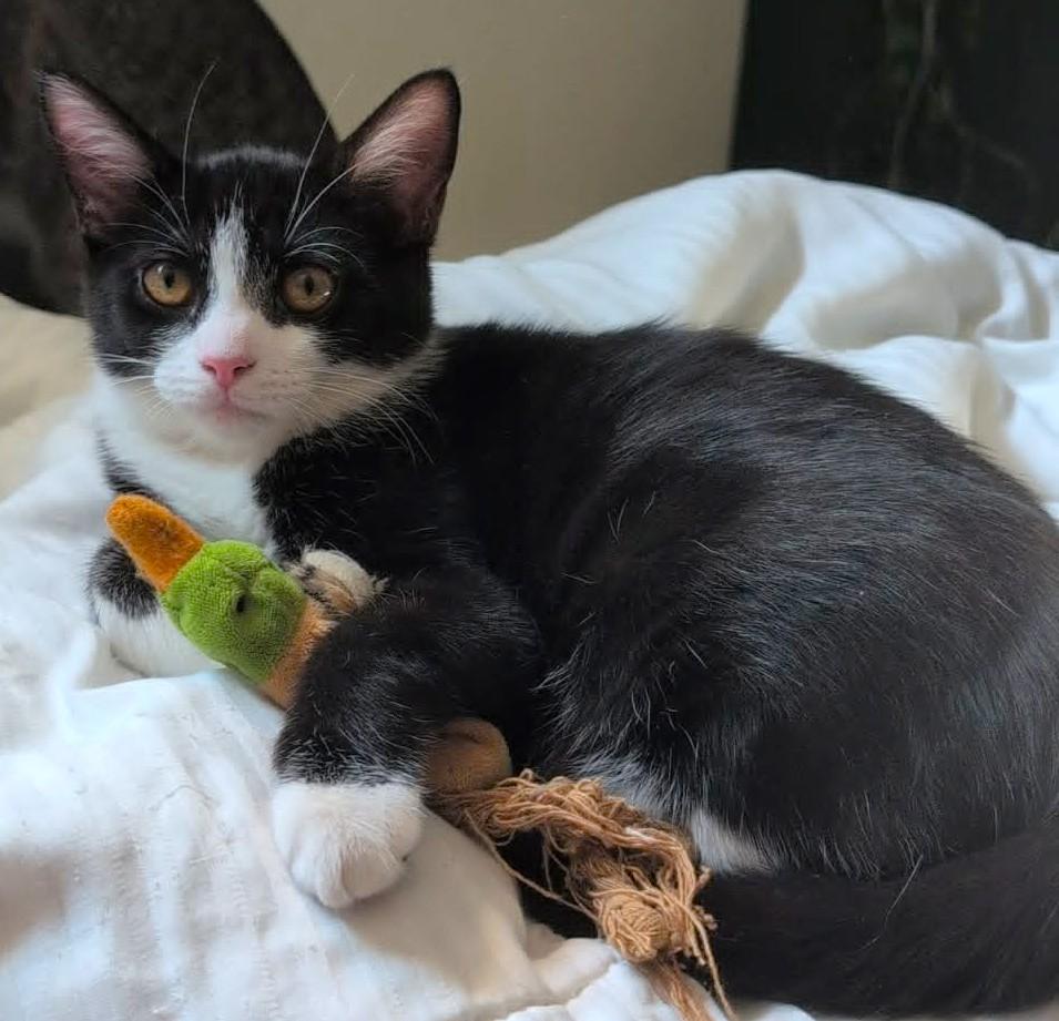 Enlarge Amaya, a ADOPTABLE Domestic Short Hair in Chertsey, QC image 3/6