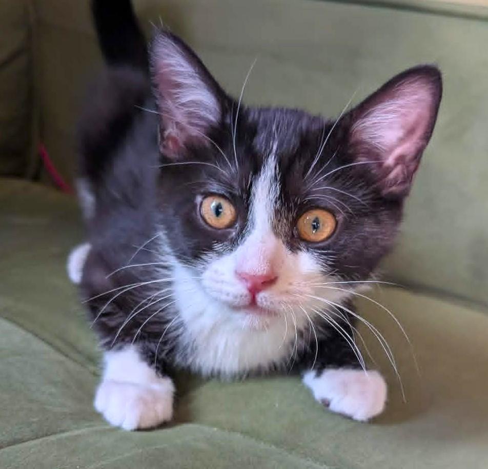 Enlarge Amaya, a ADOPTABLE Domestic Short Hair in Chertsey, QC image 1/6