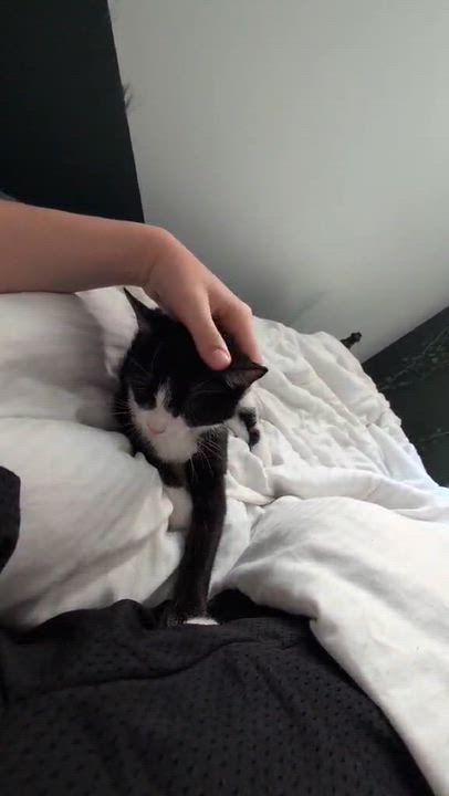Enlarge Amaya, a ADOPTABLE Domestic Short Hair in Chertsey, QC video 2/6