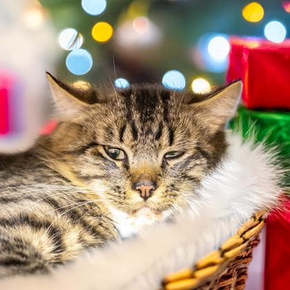 Squid, Adoptable, Adult Male Domestic Long Hair & Domestic Short Hair.