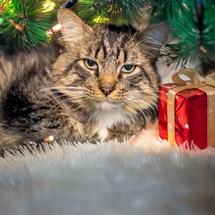Enlarge Squid, a Adoptable mixed breed in Camano Island, WA image 2/2