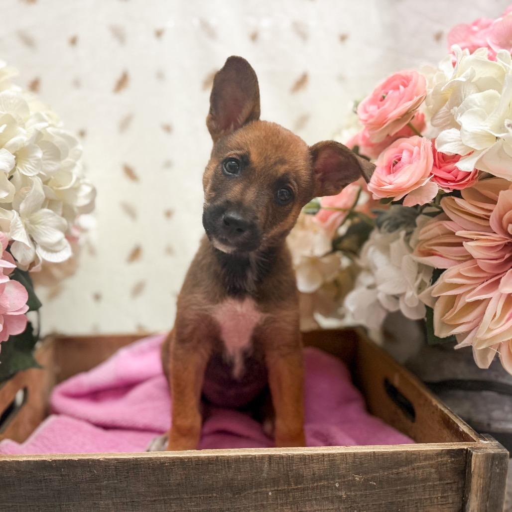 Enlarge NYX, a Adoptable Chihuahua in Newberg, OR image 1/1