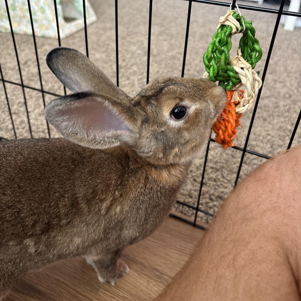 Eeyore, Adoptable, Baby Male Bunny Rabbit.