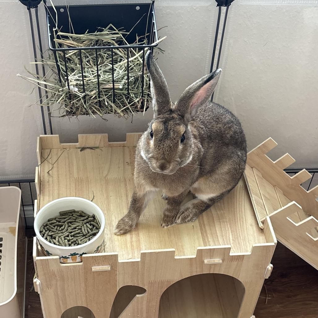 Enlarge Eeyore, a Adoptable Bunny Rabbit in Hilliard , FL image 2/6